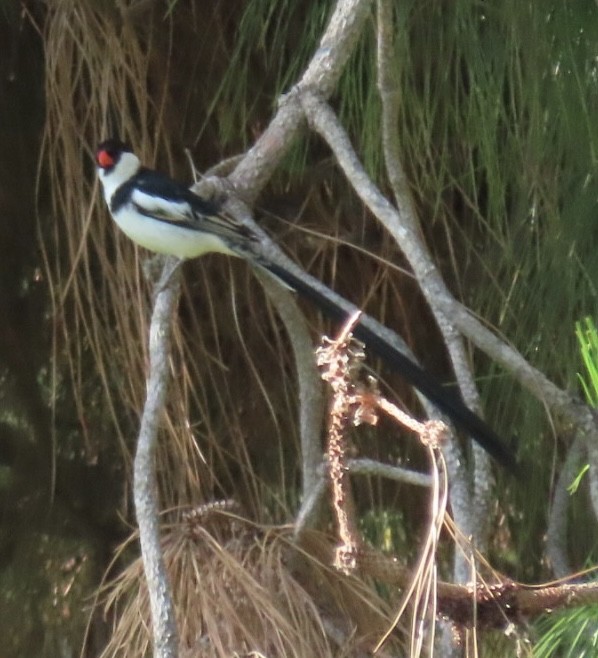 Pin-tailed Whydah - ML586671201