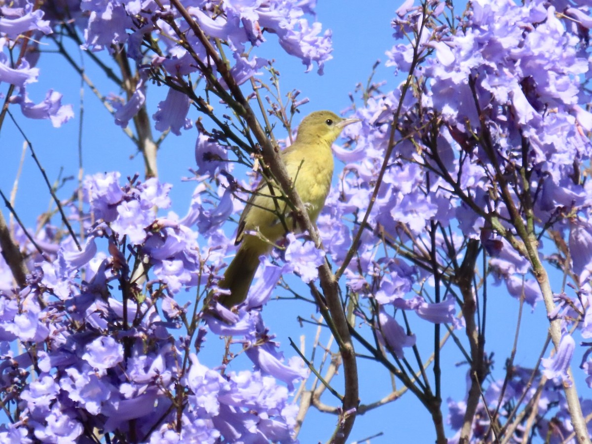 Hooded Oriole - ML586671301