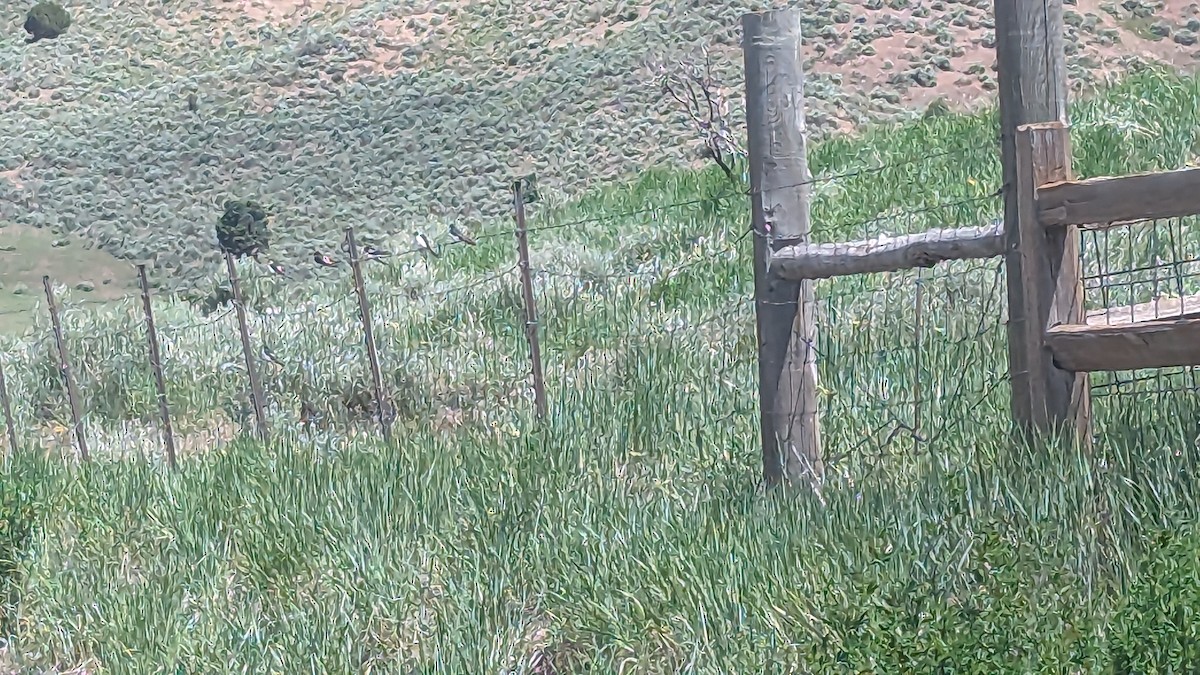 Veilchenschwalbe - ML586671711