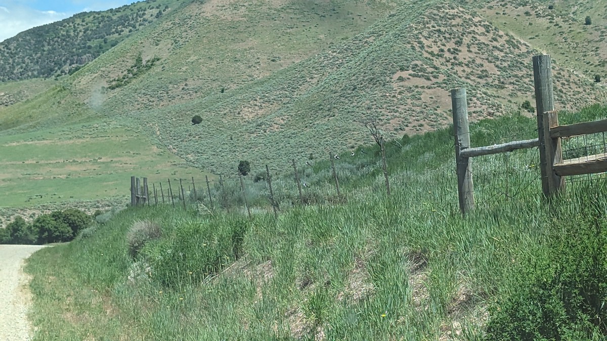 Veilchenschwalbe - ML586671721