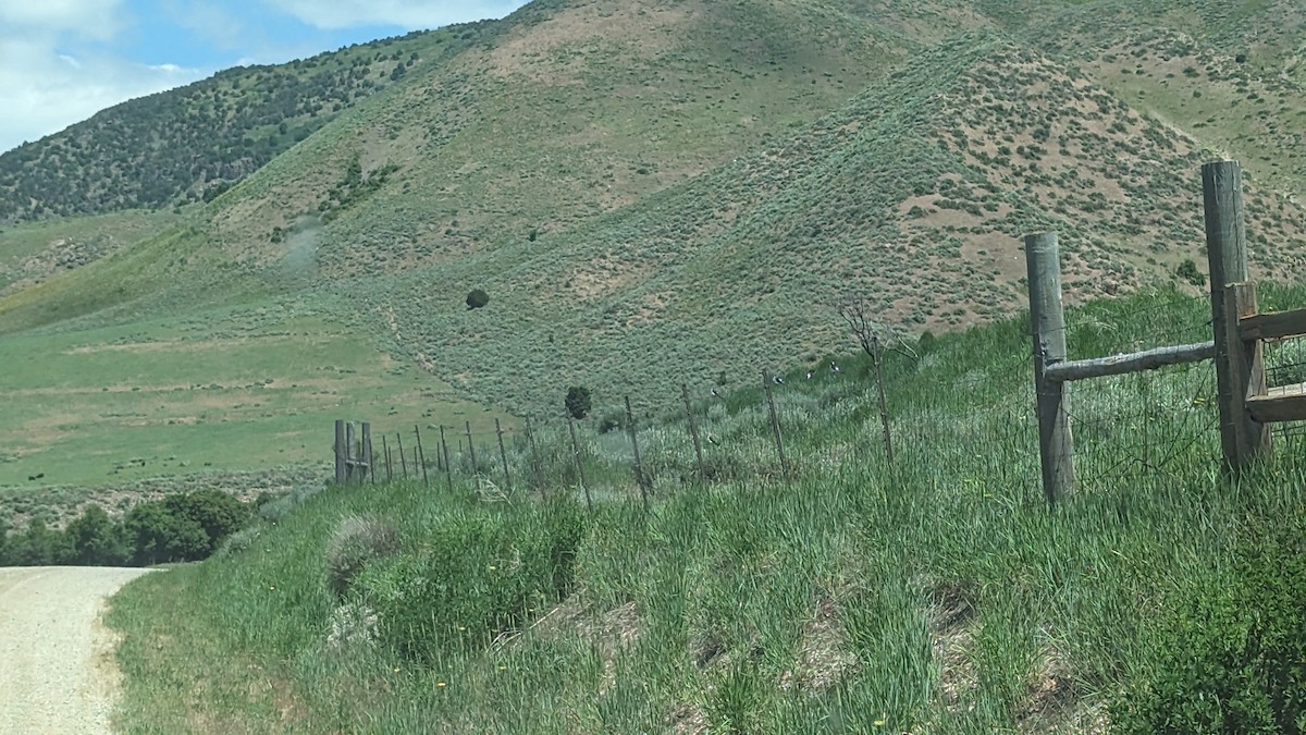 Veilchenschwalbe - ML586671731