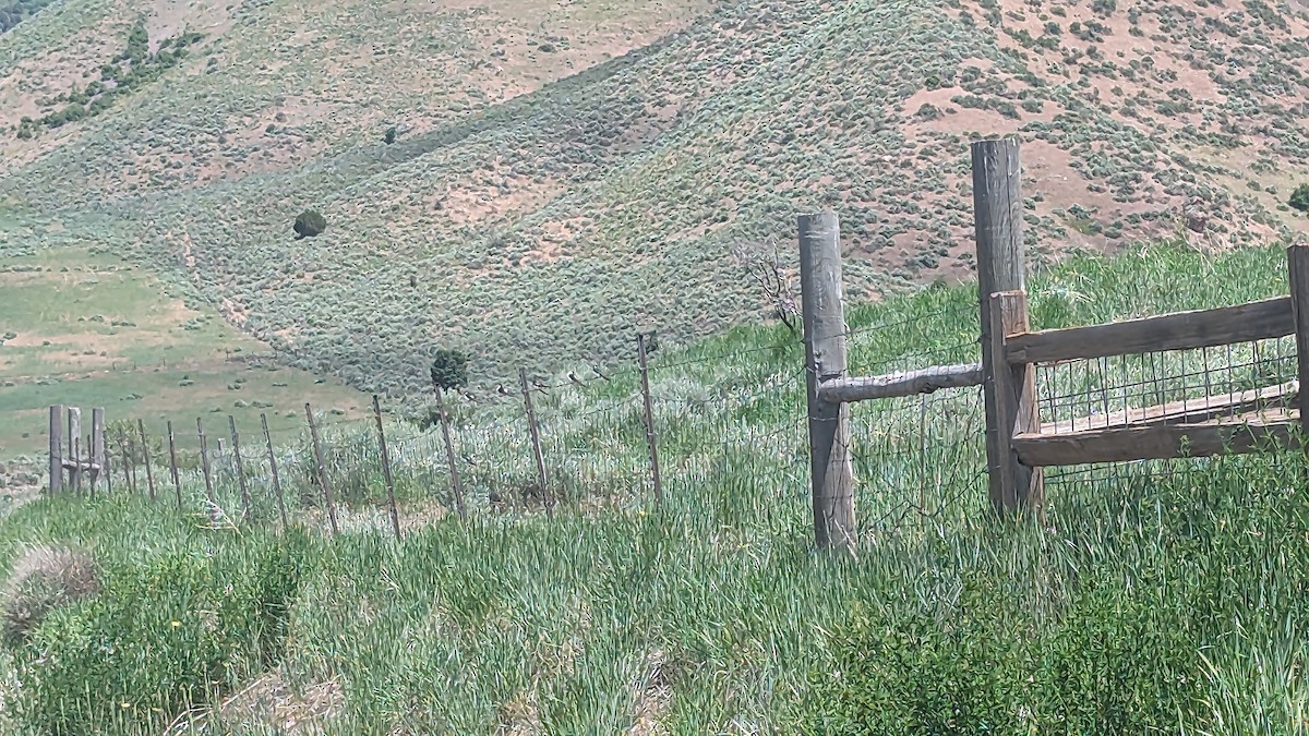 Veilchenschwalbe - ML586671741