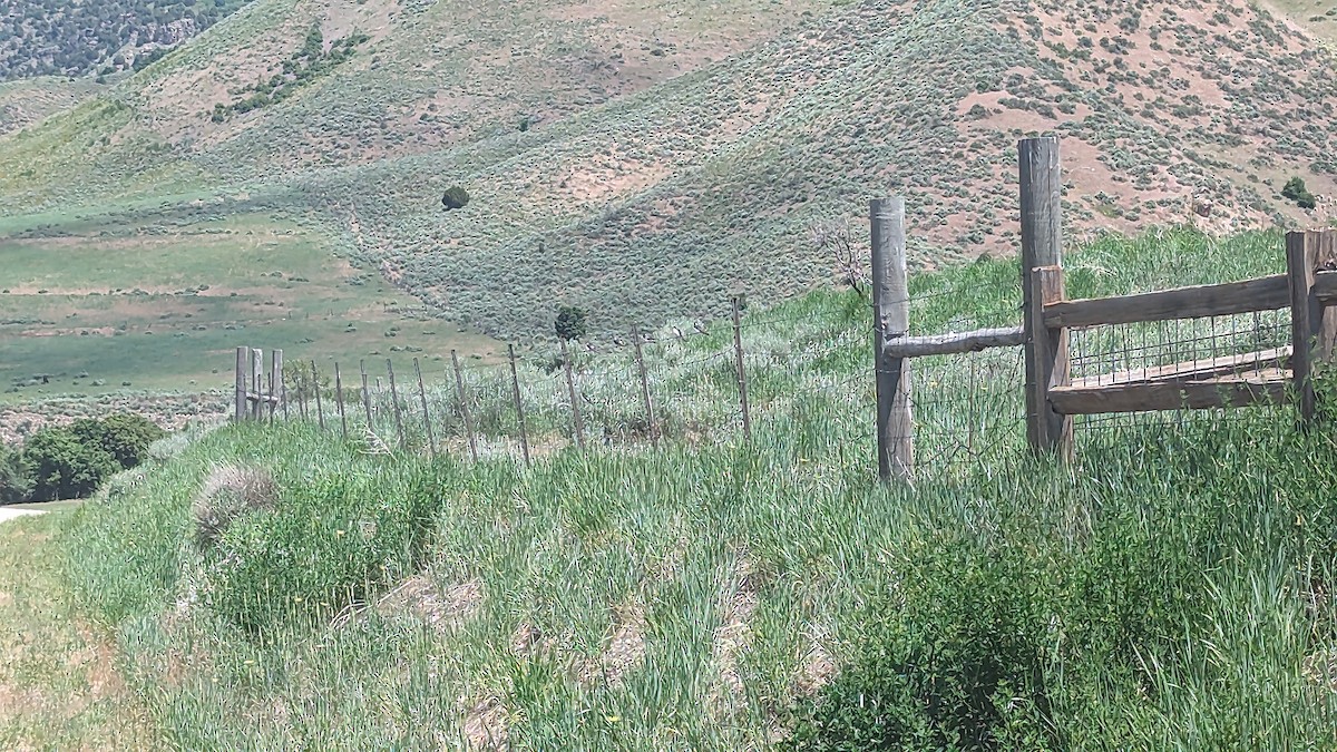 Veilchenschwalbe - ML586671751