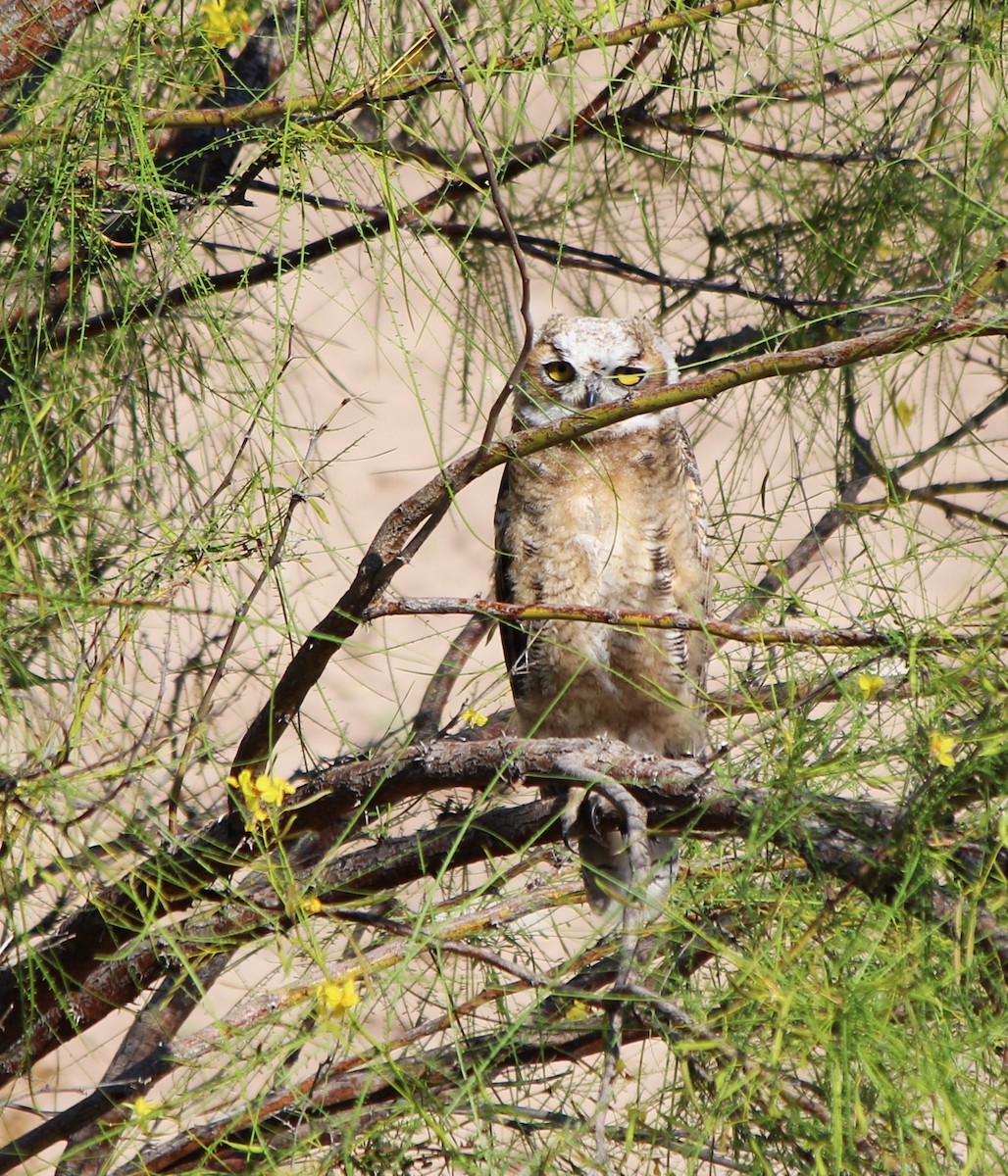 Great Horned Owl - ML586673011