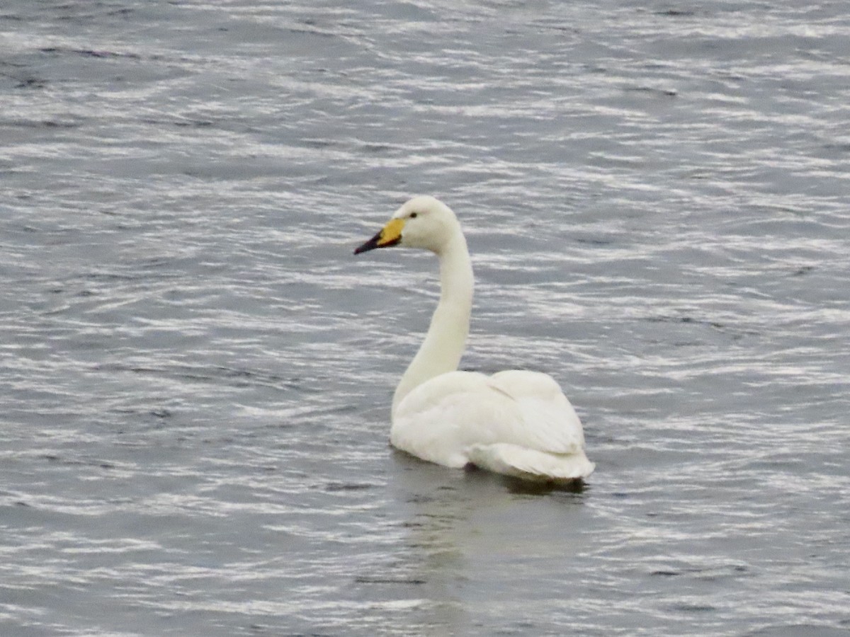 Whooper Swan - ML586673091