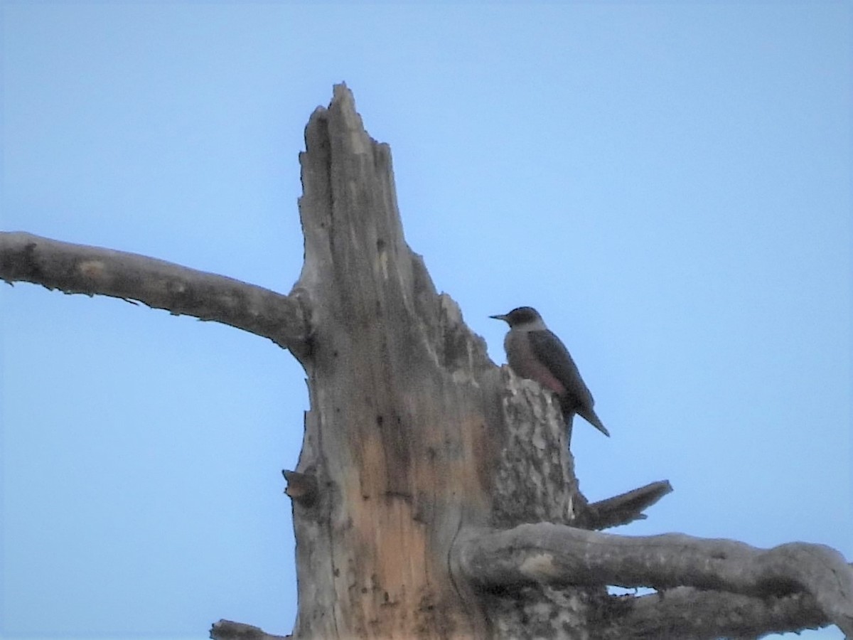 Lewis's Woodpecker - ML586674011