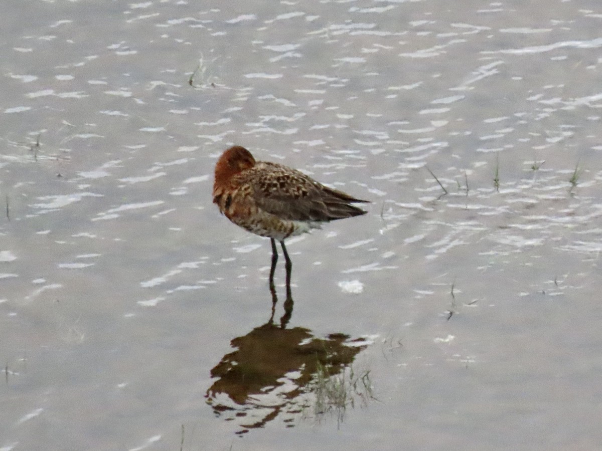 Black-tailed Godwit - ML586674391