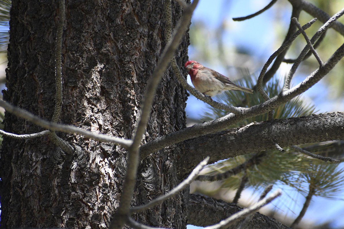 Cassin's Finch - Peter Robertshaw