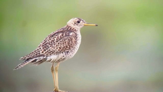 Upland Sandpiper - ML586676551