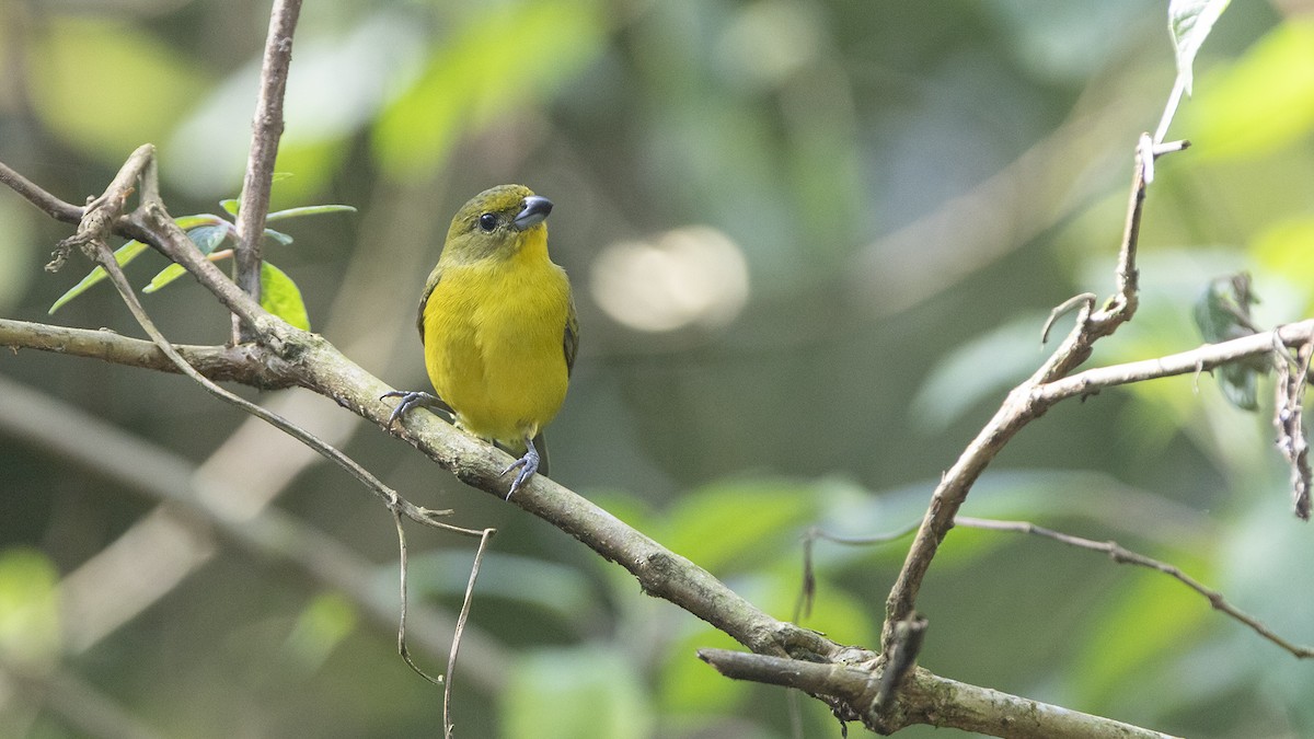 Thick-billed Euphonia - ML586676731