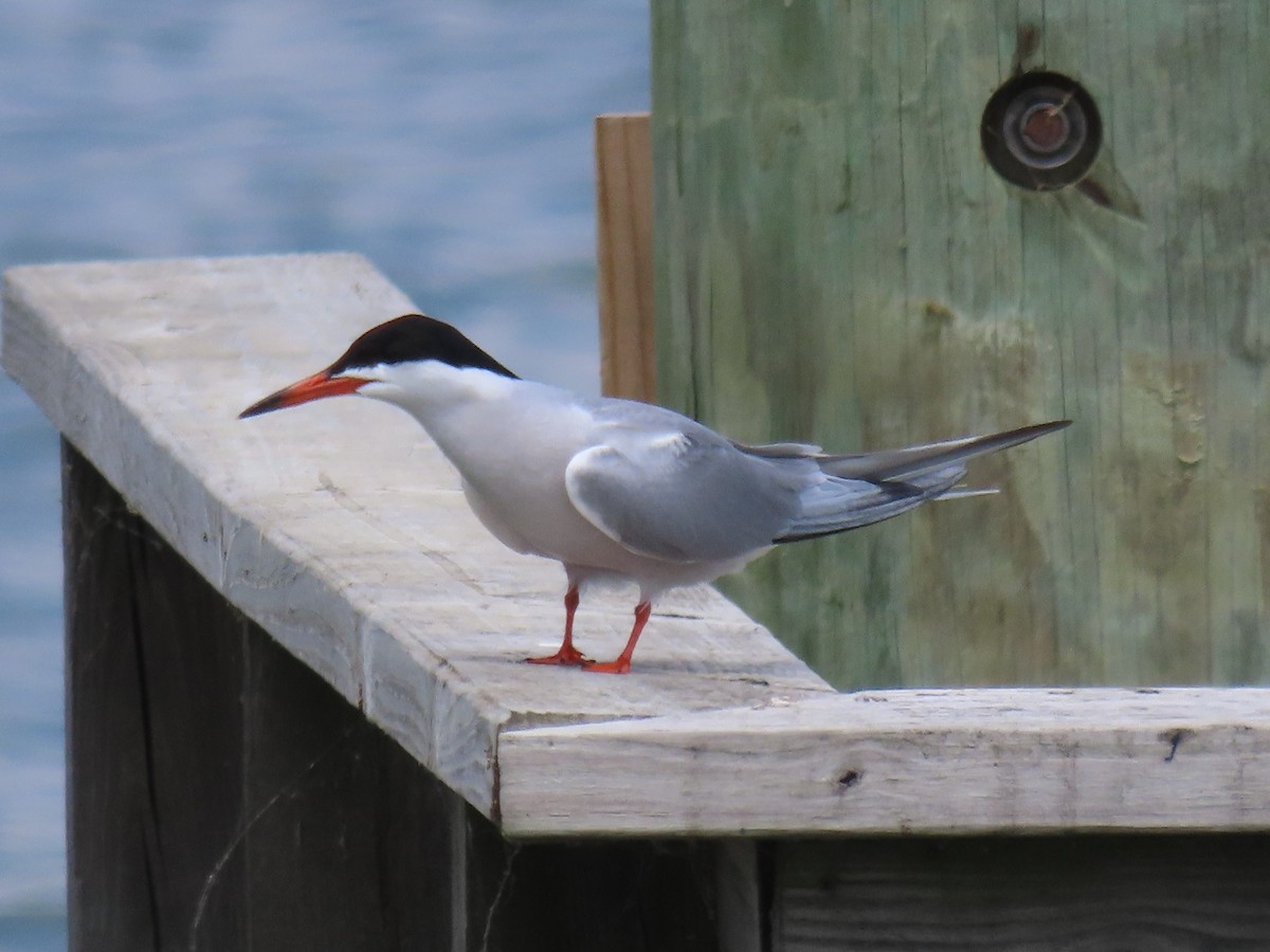 Common Tern - ML586676821