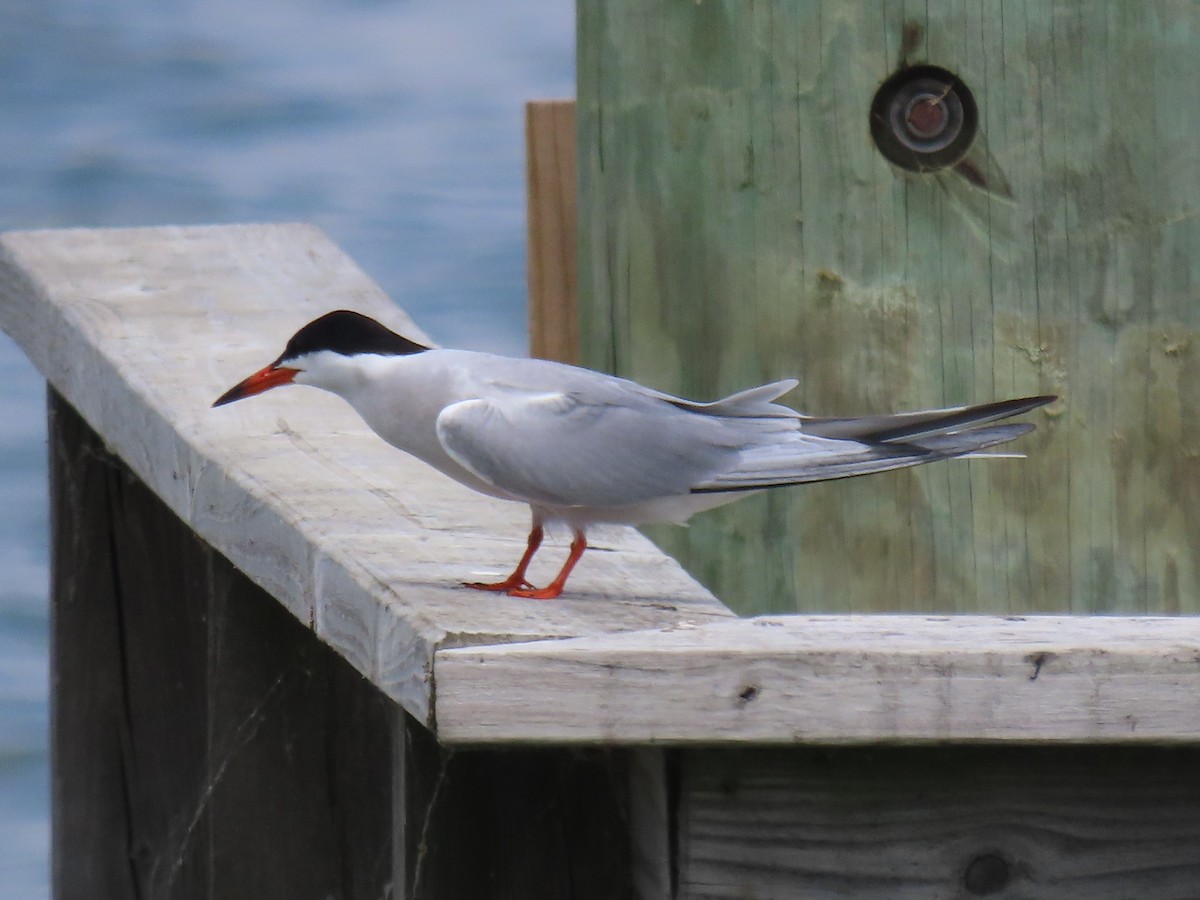 Common Tern - ML586676831