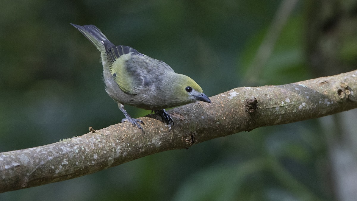 Palm Tanager - ML586676841