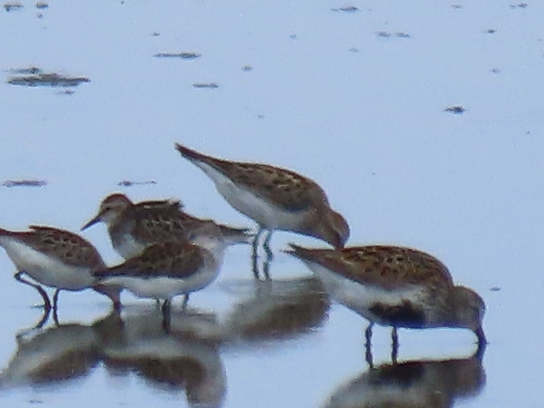 White-rumped Sandpiper - ML586676861