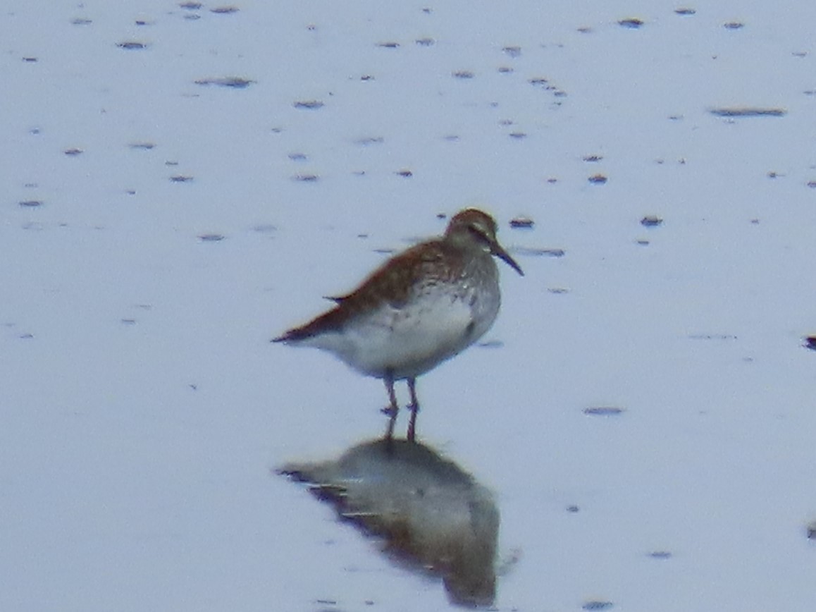 White-rumped Sandpiper - ML586676881