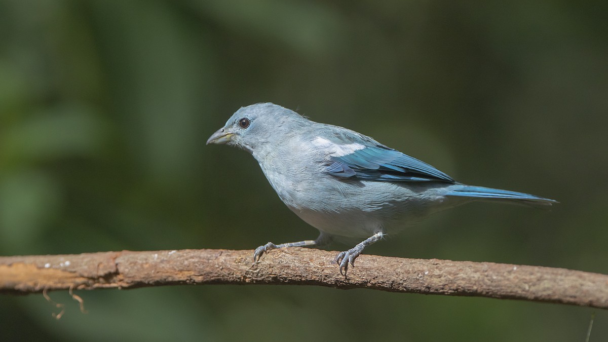 Blue-gray Tanager - ML586676891