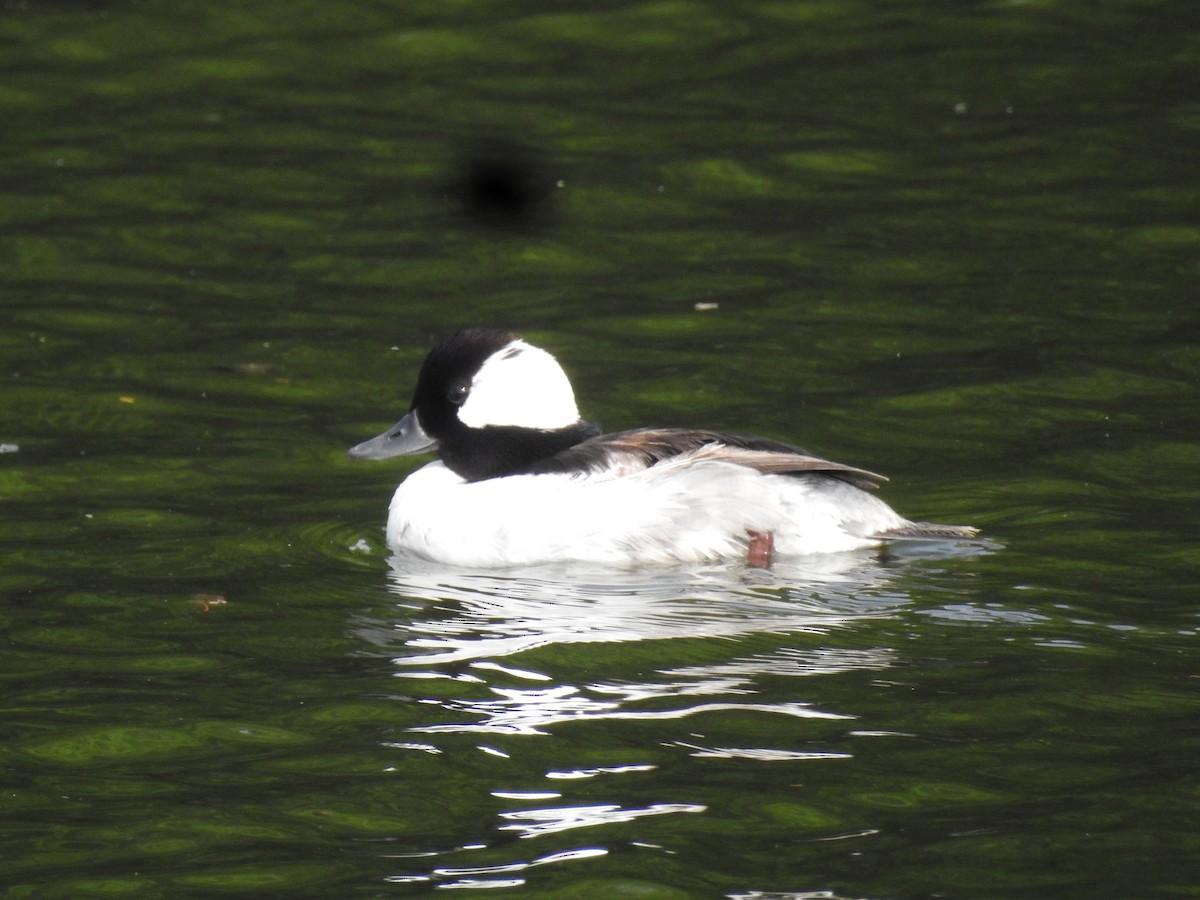 Bufflehead - ML586677321