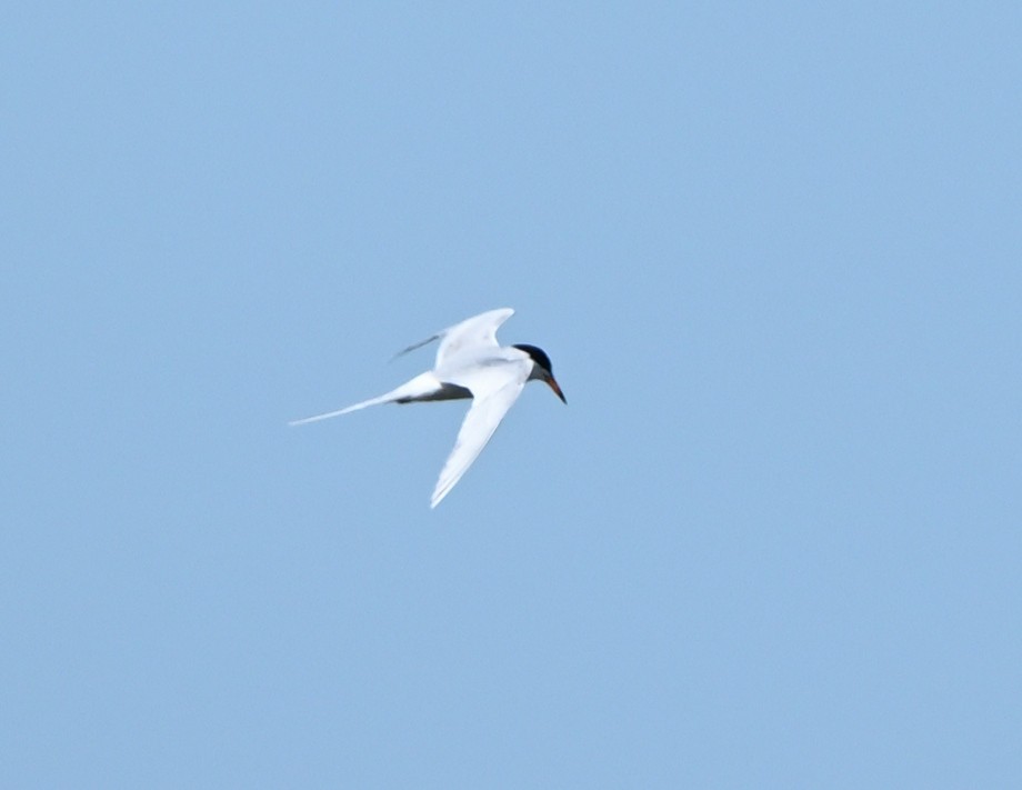 Forster's Tern - Margaret Hough