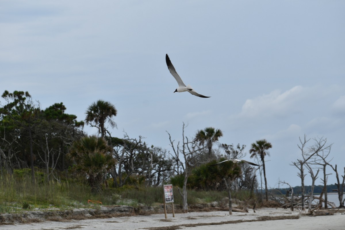 Laughing Gull - ML586678291