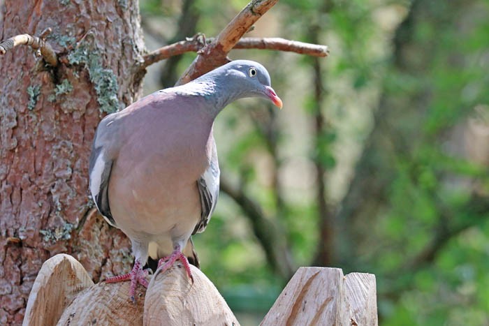 Common Wood-Pigeon - ML586679021