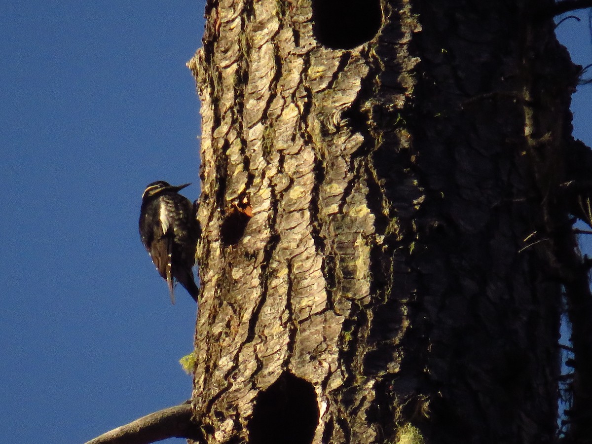 Williamson's Sapsucker - ML586679231