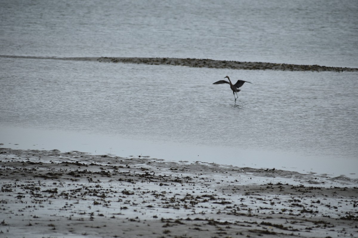 Reddish Egret - ML586680461