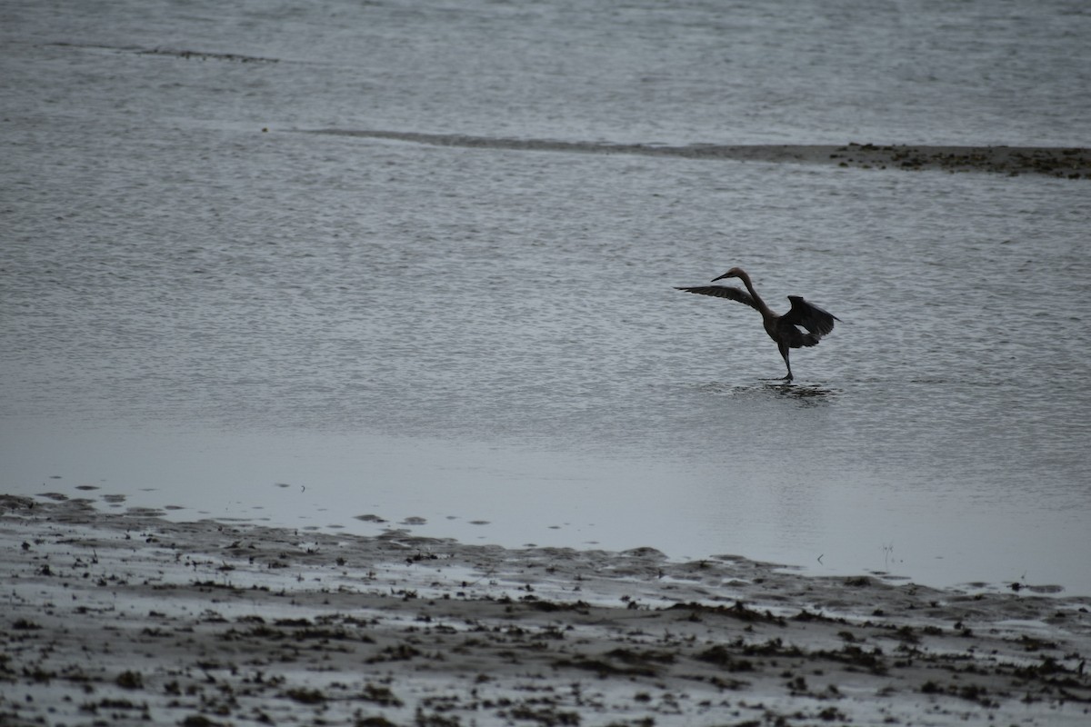 Reddish Egret - ML586680491