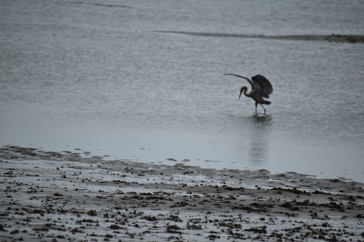 Reddish Egret - ML586680501