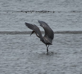 Reddish Egret - ML586680511