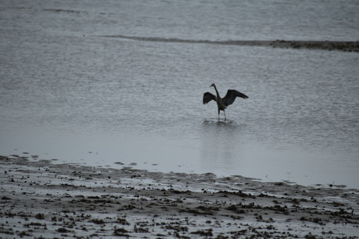 Reddish Egret - ML586680521