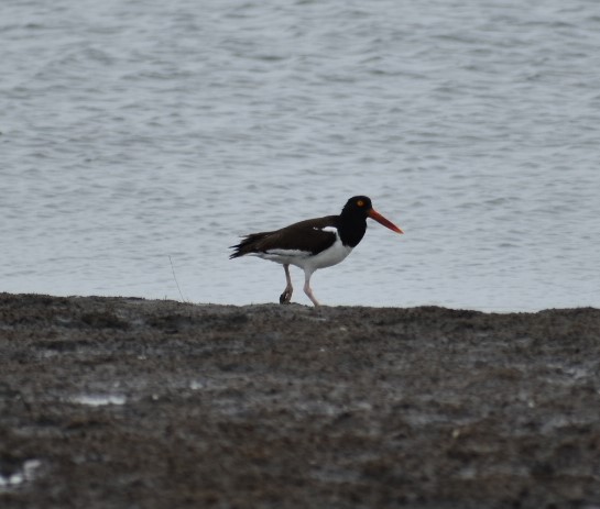 American Oystercatcher - ML586681311