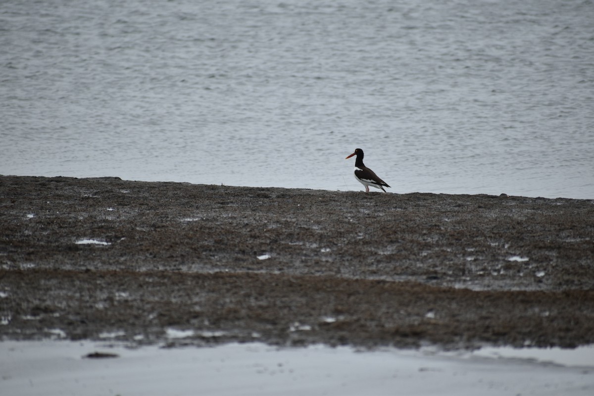 American Oystercatcher - ML586681321