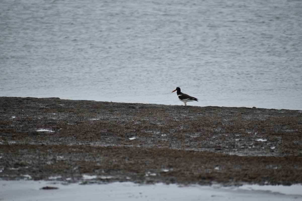 American Oystercatcher - ML586681331