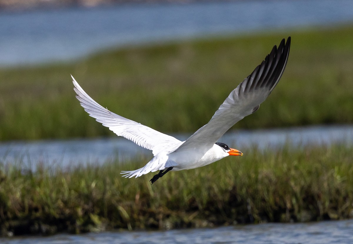 Royal Tern - ML586684041