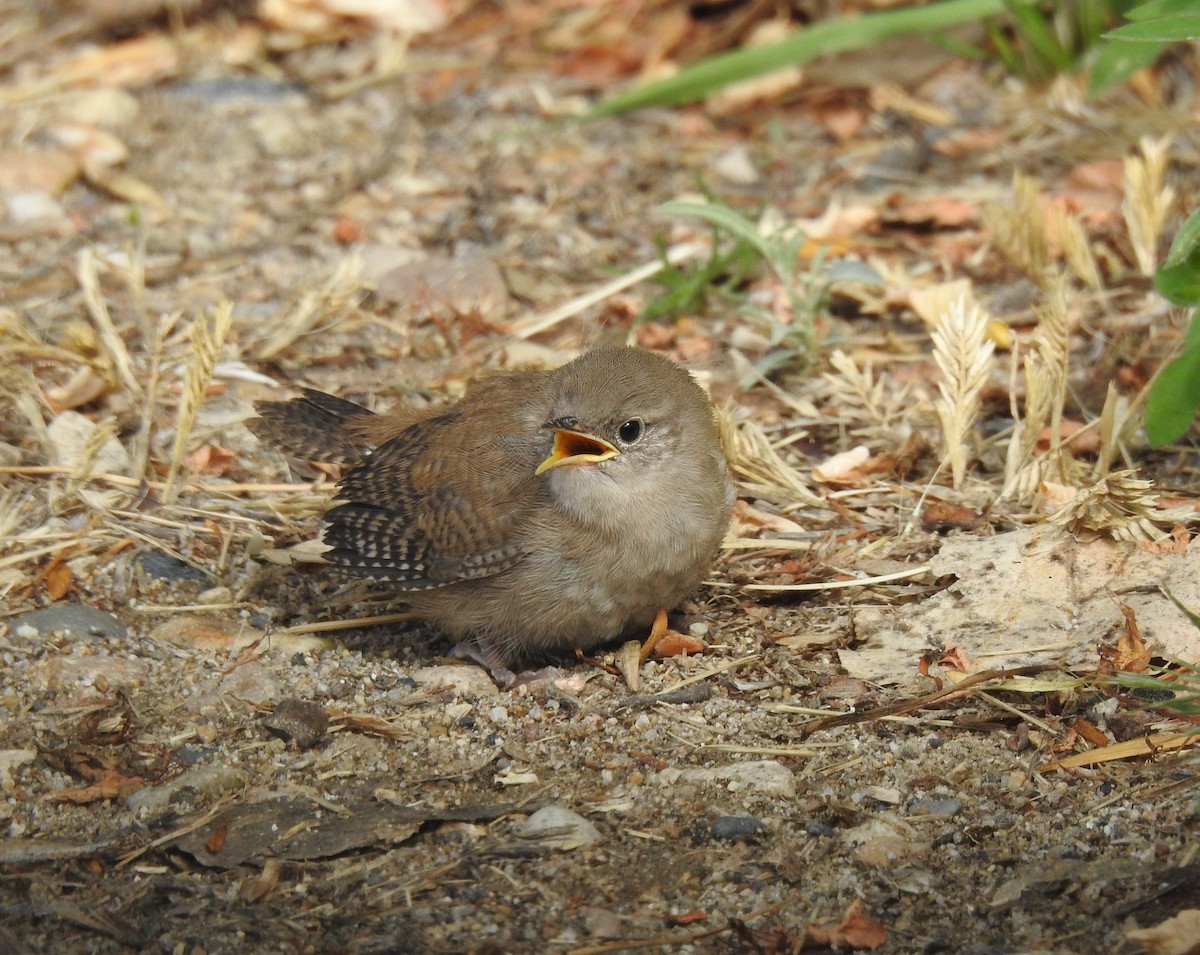 Northern House Wren - ML586684051