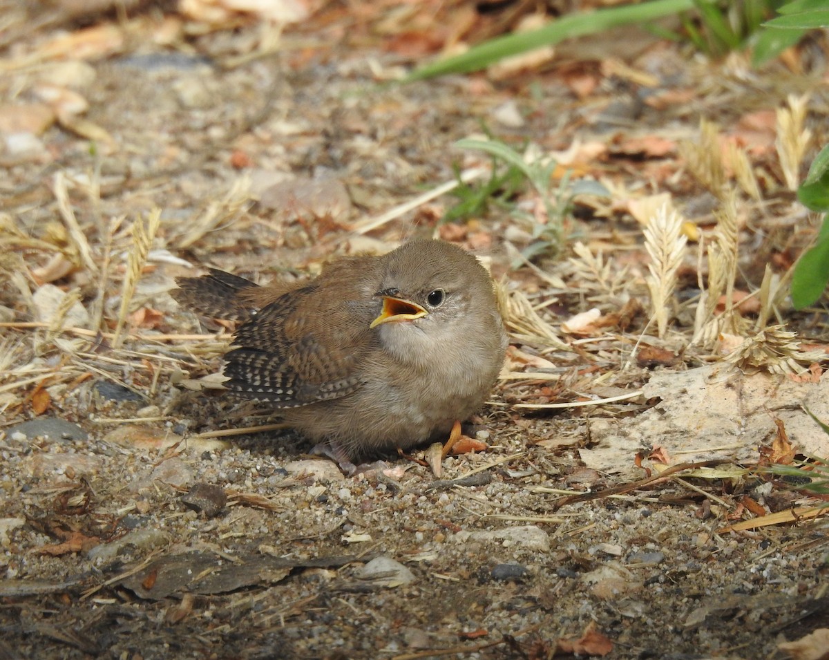 House Wren - ML586684051