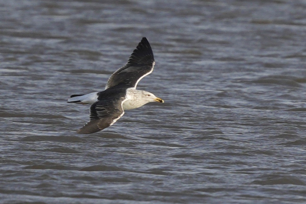 Kelp Gull - ML586685201