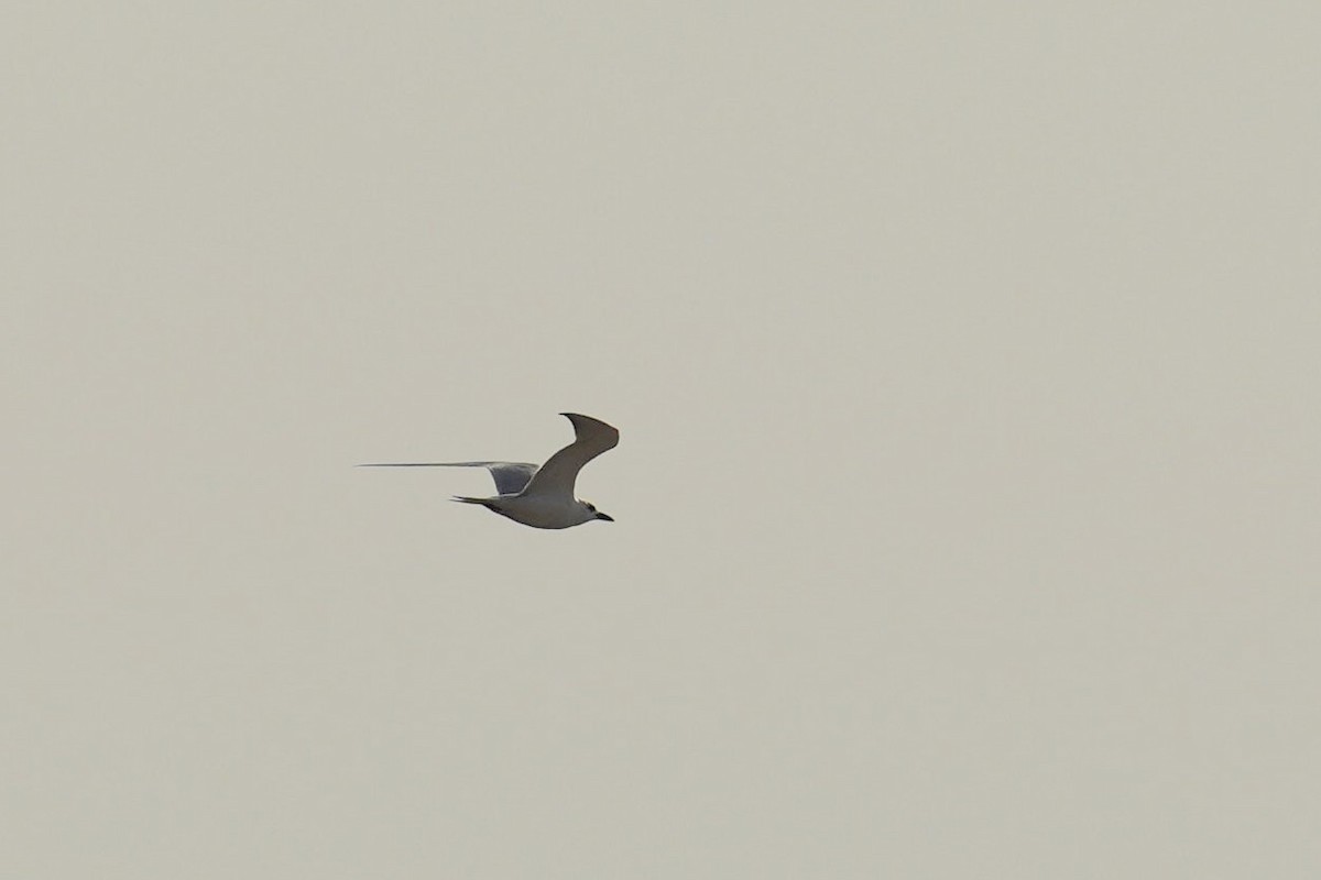 Gull-billed Tern - ML586685221