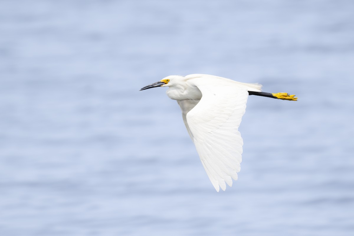 Snowy Egret - Jack Lefor