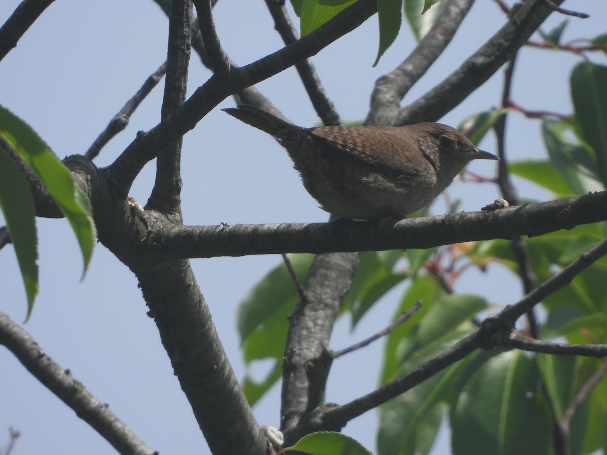 Northern House Wren - ML586685781
