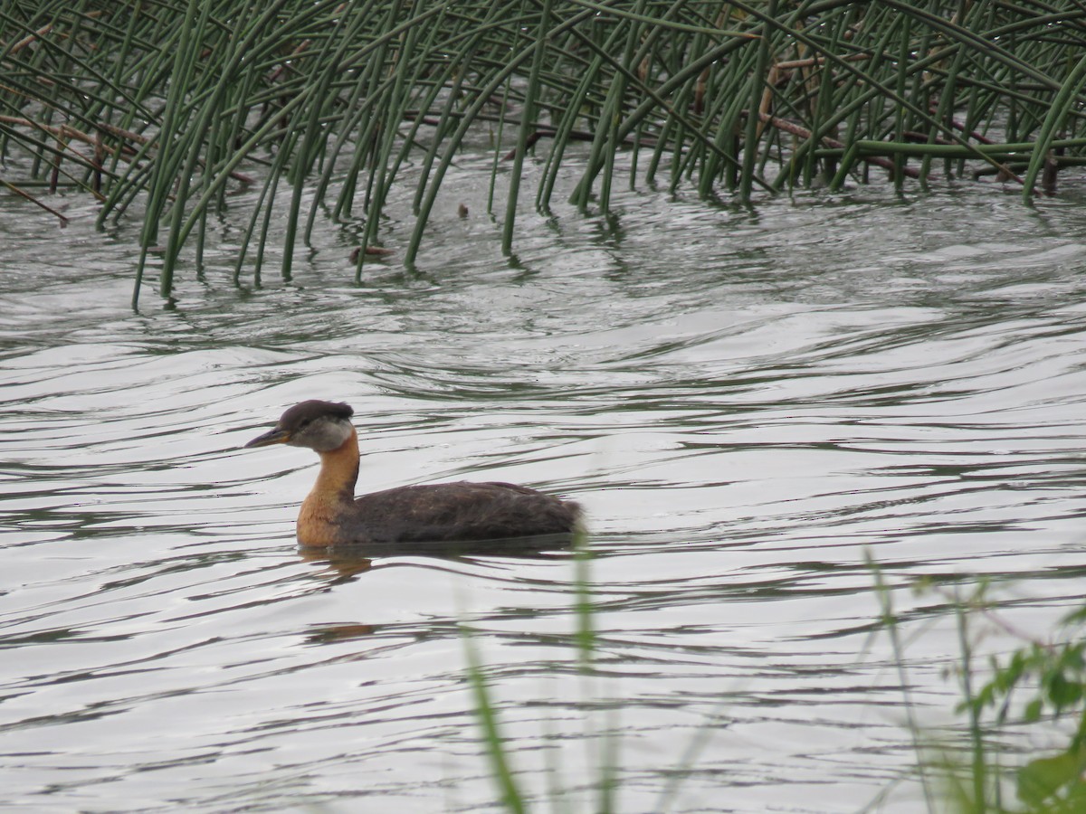Red-necked Grebe - ML586685901