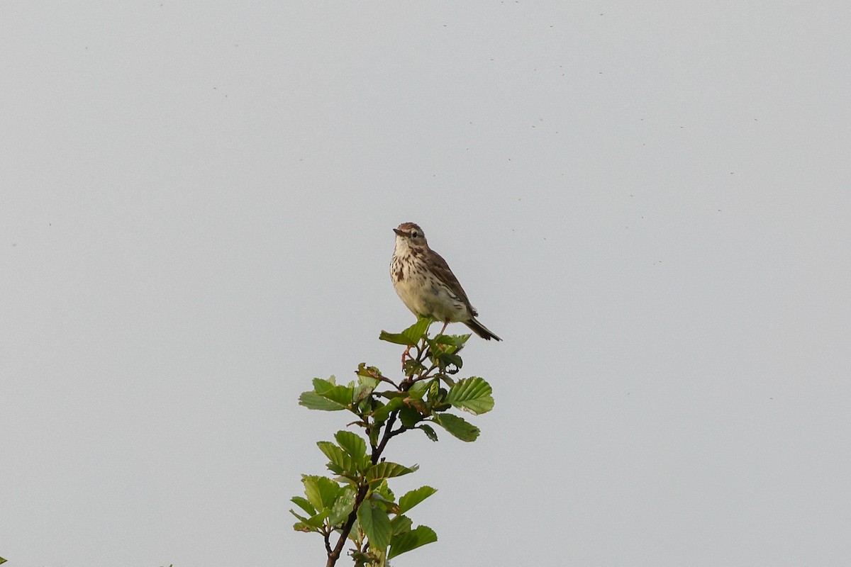 Meadow Pipit - ML586686231
