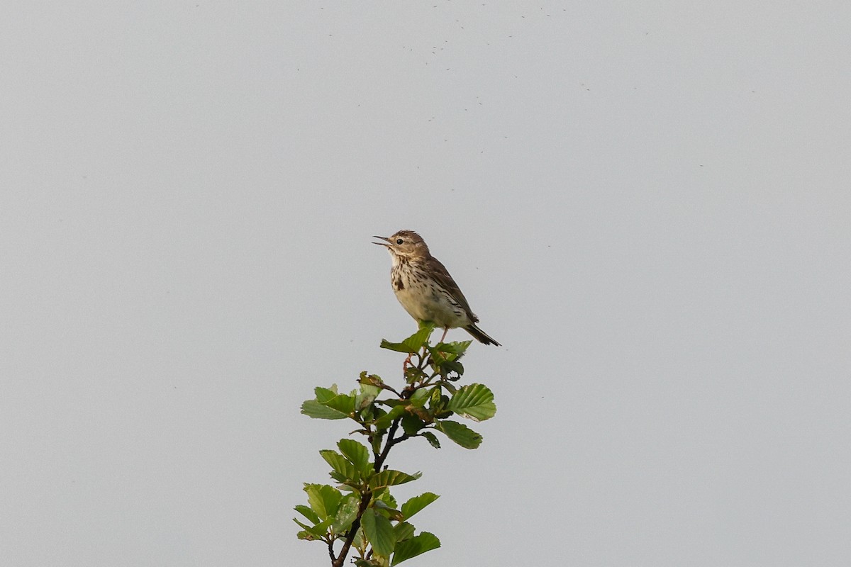 Meadow Pipit - ML586686241