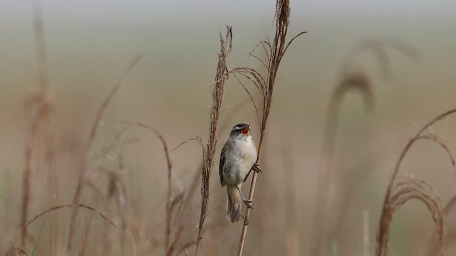 קנית פסים - ML586686821