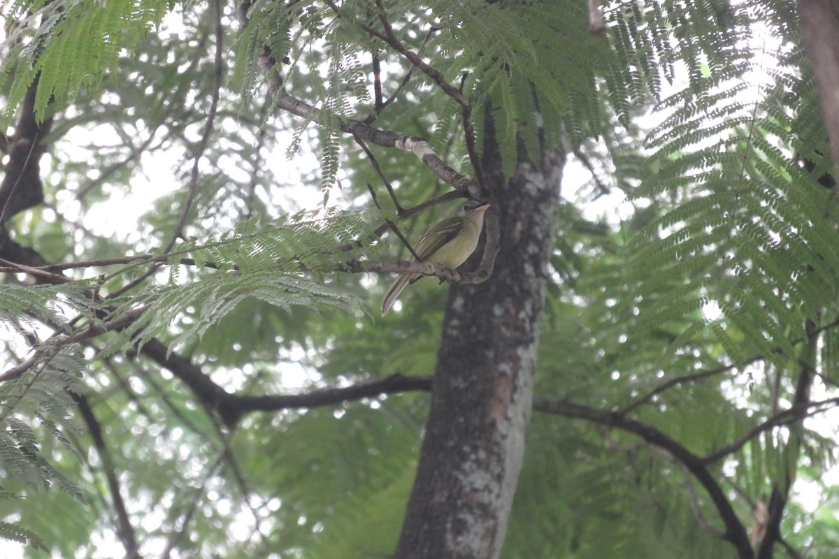 Yellow-olive Flatbill (asemus) - ML586686961