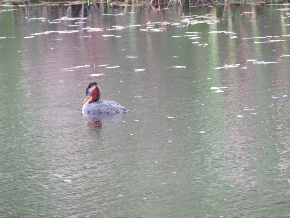 Red-necked Grebe - ML586687121
