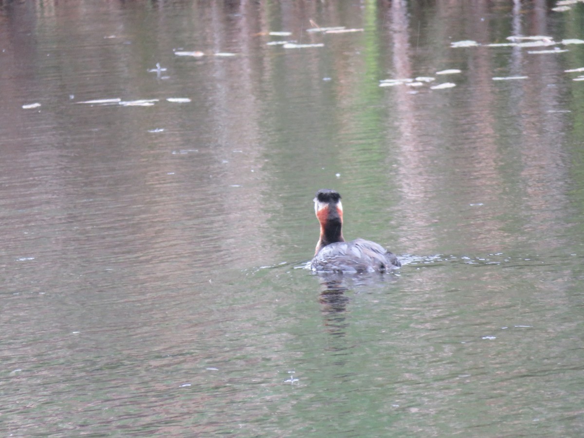 Red-necked Grebe - ML586687131