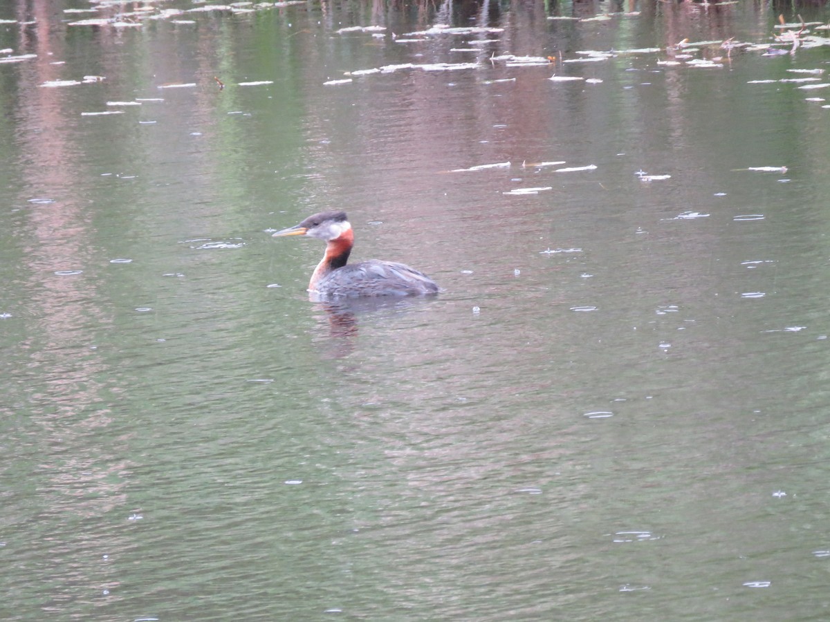 Red-necked Grebe - ML586687141
