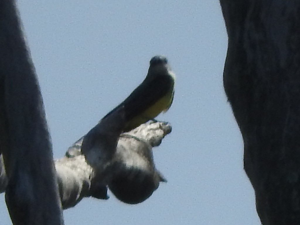 Tropical Kingbird - Andres Alejandro  Caric