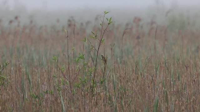 Common Grasshopper Warbler - ML586688261